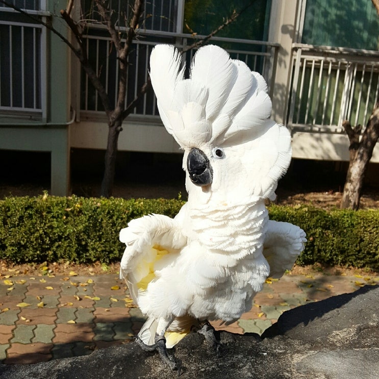  앵무새기르기 [앵무새의 몸짓 언어]