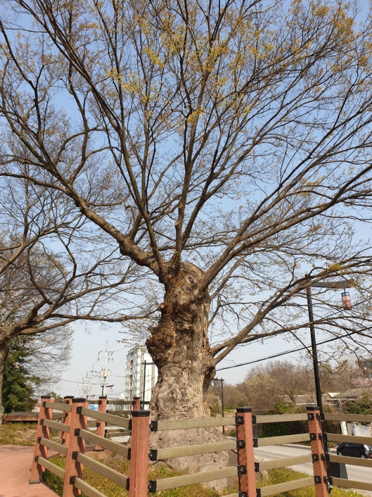 김제 여행, 성산공원 느티나무(보호수, 지정번호: 9-16-21-2)