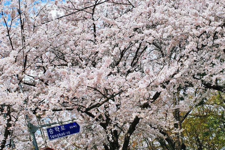 인천 자유공원카페 더프레젠트 분위기있는  더프카페