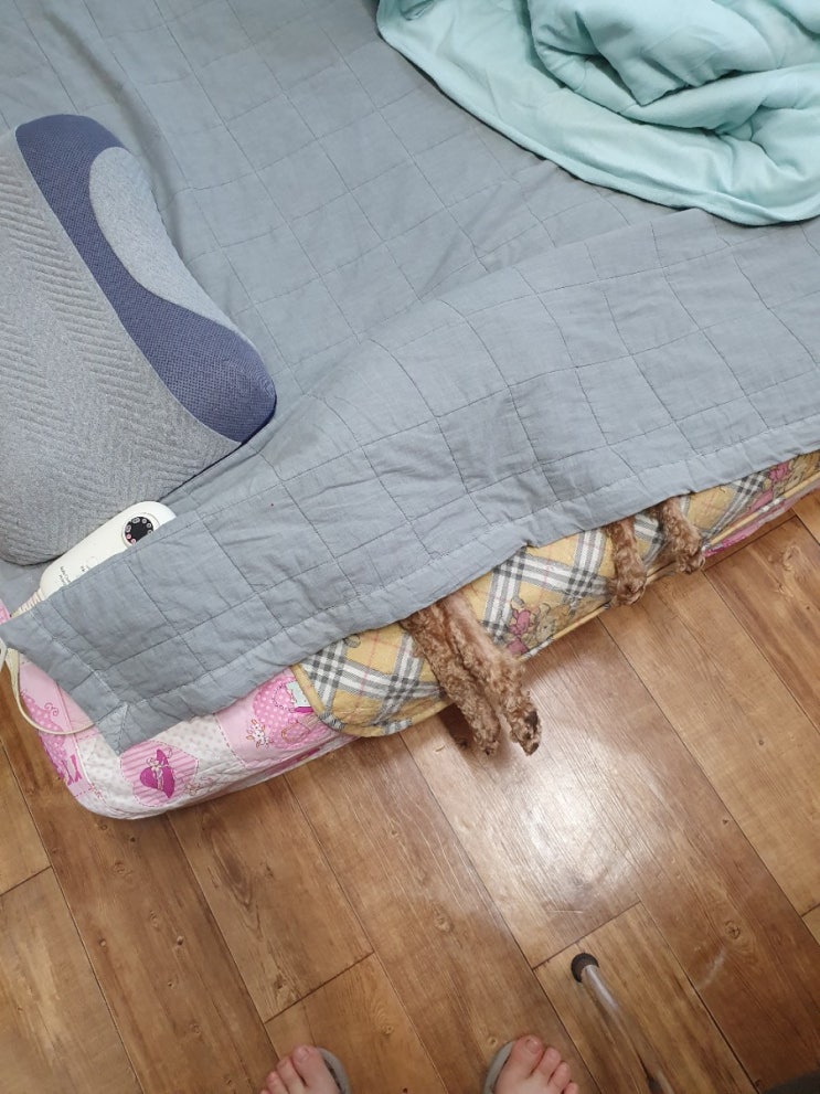  우리집 강아지들의 실체