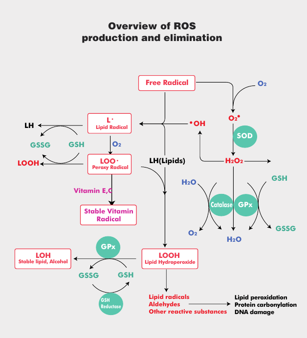 Oxidative Stress (1) - Introduction