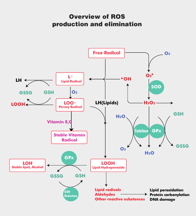  Oxidative Stress (1) - Introduction