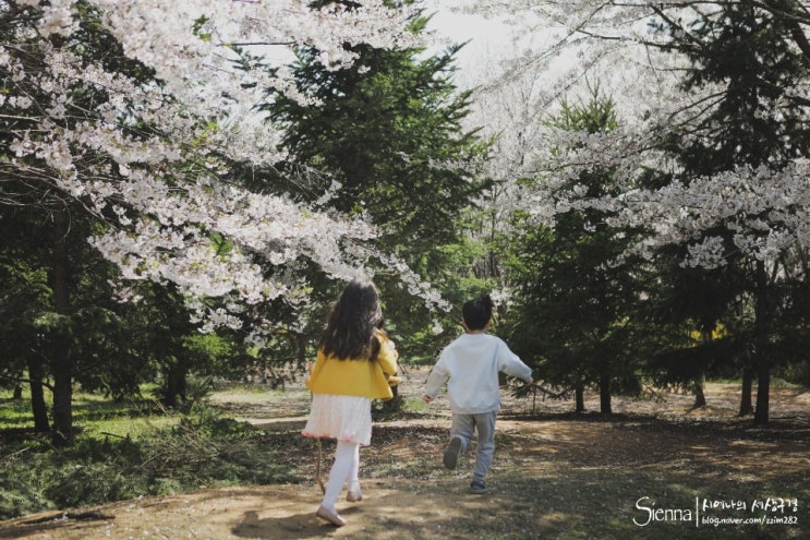  경기도 벚꽃 숨겨진 명소!  나만 아는 벚꽃길, 화정 성라공원 아세요?