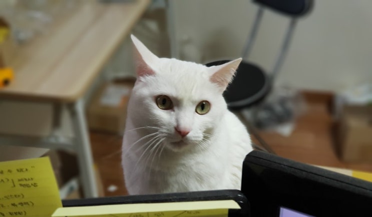  고양이의 탈모와 그 원인에 대해서!