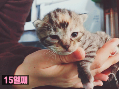  창고 사무실에 길냥이에서 가족으로 변신한 야옹이 굼벵이가 아가들을 네 마리나 ㅎ