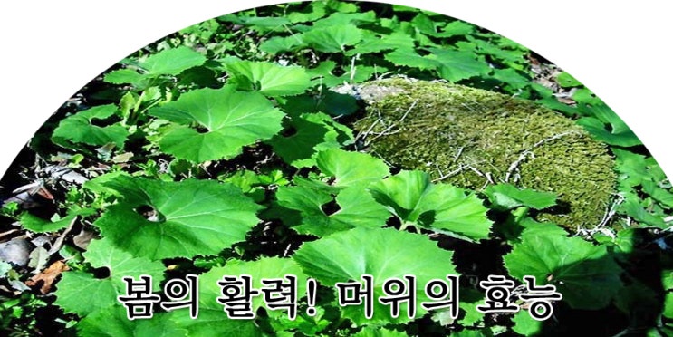  봄의 활력! 머위