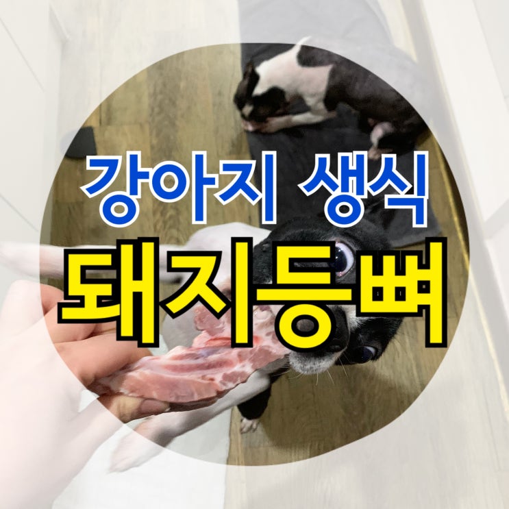 강아지 생식 : "돼지등뼈" 강아지 치석제거 추천