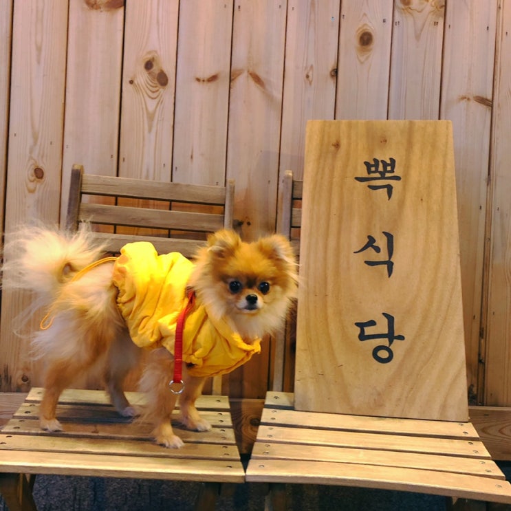  마롱이와 애견동반 식당에서 밥먹으려고 고잔동 뽁식당 방문