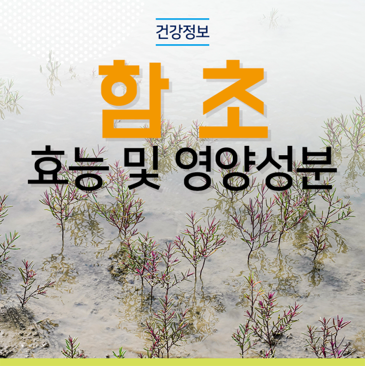  장에 좋은 함초효능. (영양성분)