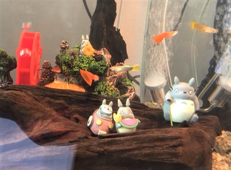  '물멍족'이 되다   Raising fish