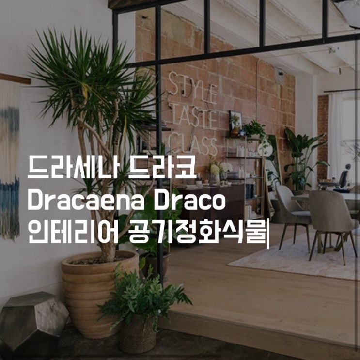  아파트 인테리어 공기정화식물 :: 드라세나 드라코(dracaena draco) 멋스러워요!