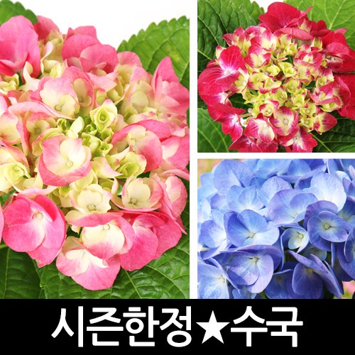 {품절예상 베스트 6} 갑조네 - 갑조네 수국 화분 꽃화분  (With 영탁 소식)