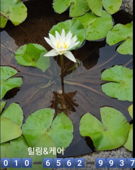  천안 출장마사지 천안 출장 안마 천안 출장타이마사지 치앙마이 (신뢰와 정성 가득!!)