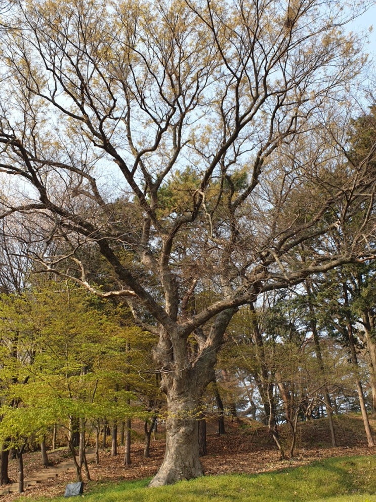 김제 여행, 성산공원 느티나무1(보호수, 지정번호: 9-16-9)