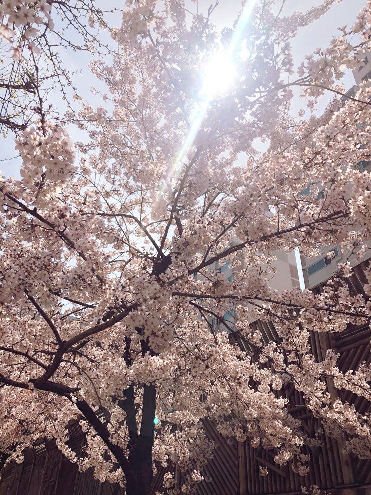  spring breeze