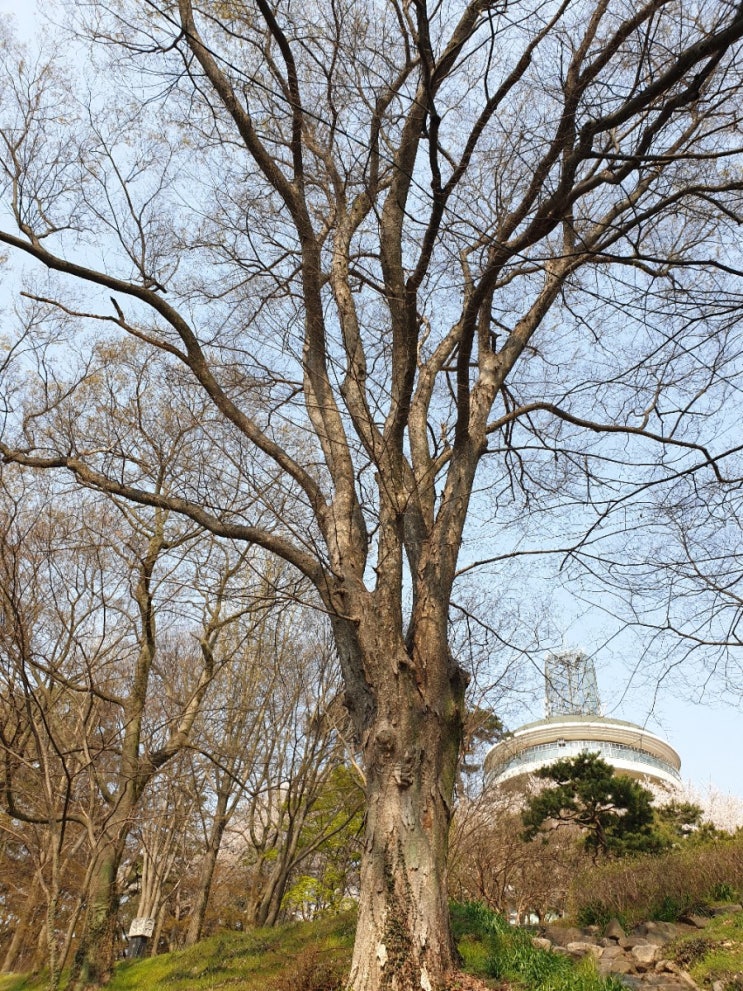 김제 여행, 성산공원 느티나무2(보호수, 지정번호: 9-16-9)