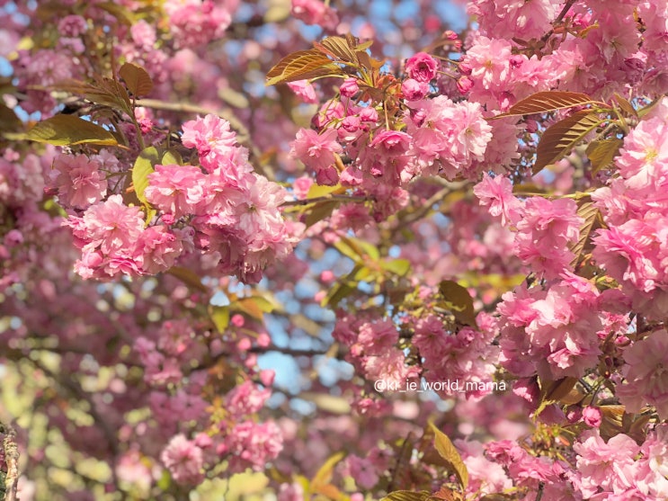 아일랜드 더블린 봄날씨 만끽 벚꽃 피크닉 장소 메리온 스퀘어 공원Merrion square 광합성 즐긴 짧았던 봄바람 겹벚꽃 왕벚꽃//예쁜 벚꽃사진