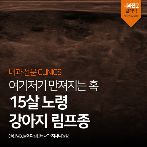  [내과] 15살 노령 강아지 림프종 - 여기저기 만져지는 혹 (부산 남구 대연동 용호동 용당동 종양 전문 동물병원, 림포마, lymphoma)