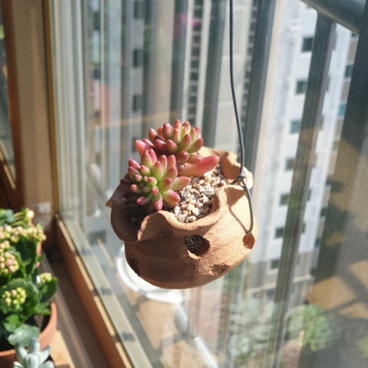  홍옥/적귀성/디시디아화분에 다육이화분재활용