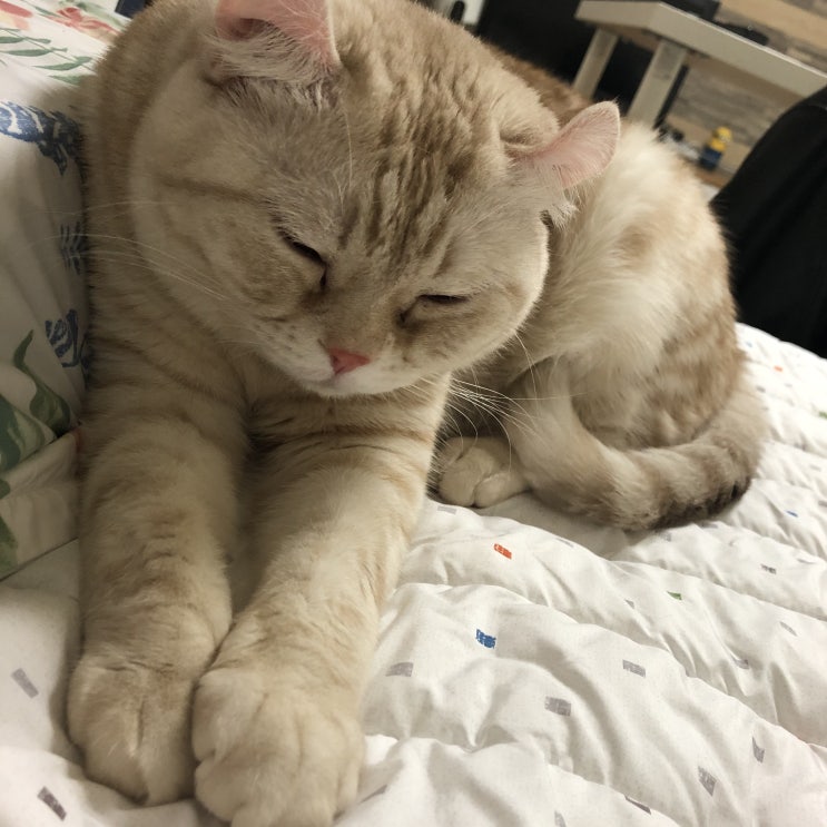  집사의 일기 집에서 잠만자는 고양이 "푸르"