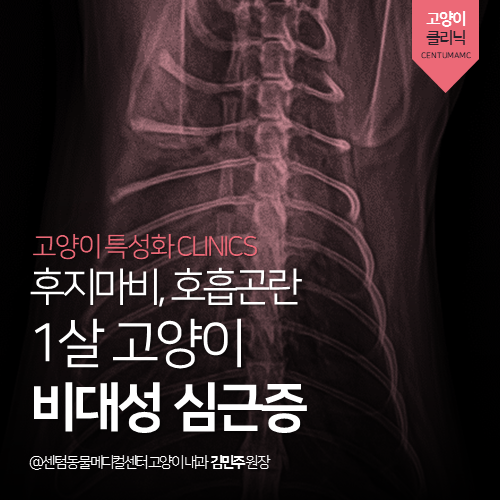  [고양이내과] 1살 고양이 비대성 심근증 - 후지마비, 호흡곤란 (부산 연제구 연산동 거제동 심장 전문 동물병원, HCM)