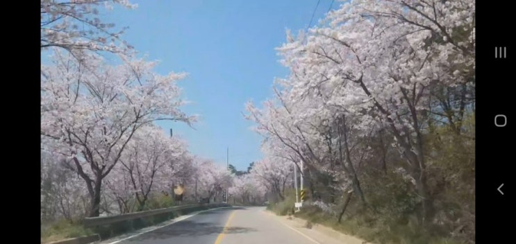  대부도오션벨리펜션타운에 봄이왔습니다