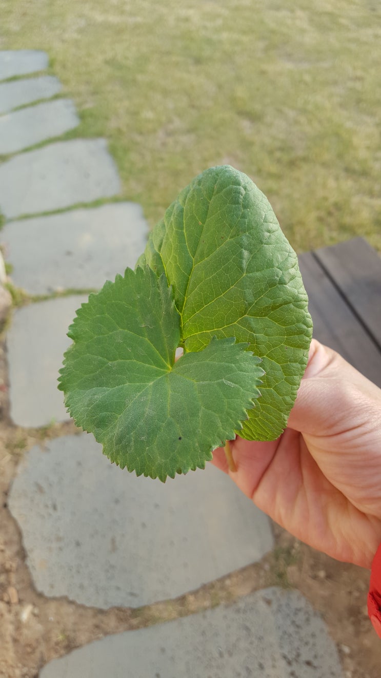  곰취 효능 / 부작용
