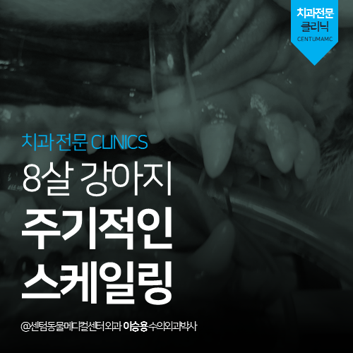 [치과] 8살 강아지 주기적인 스케일링 (부산 수영구 광안동 남천동 동물병원, 치석 제거)