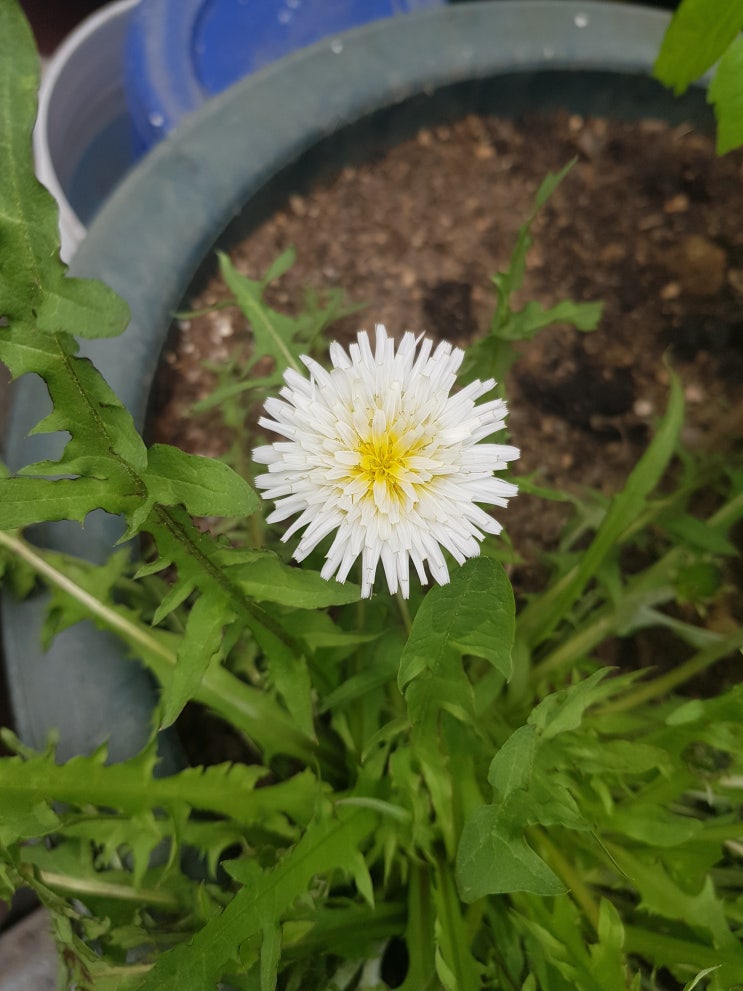  동네한바퀴, 산책, 여기는 상계동 입니다.