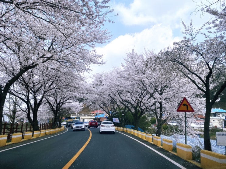  꽃비내리는 오동선 벚꽃길