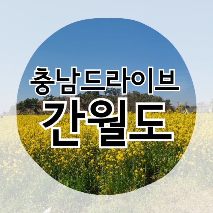 충남 드라이브 추천 : 서산 "간월도" 유채꽃밭