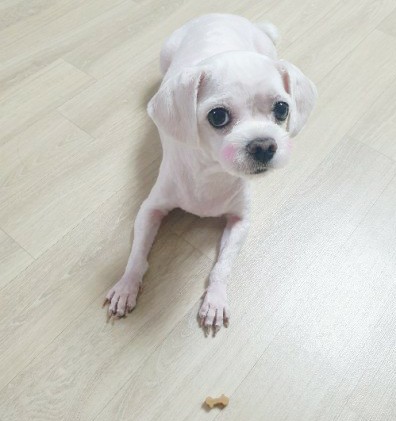  프리미엄 기능서 영양간식 피부 저알러지트릿 "하이포맥스" 가수분해간식 /고양이겸용