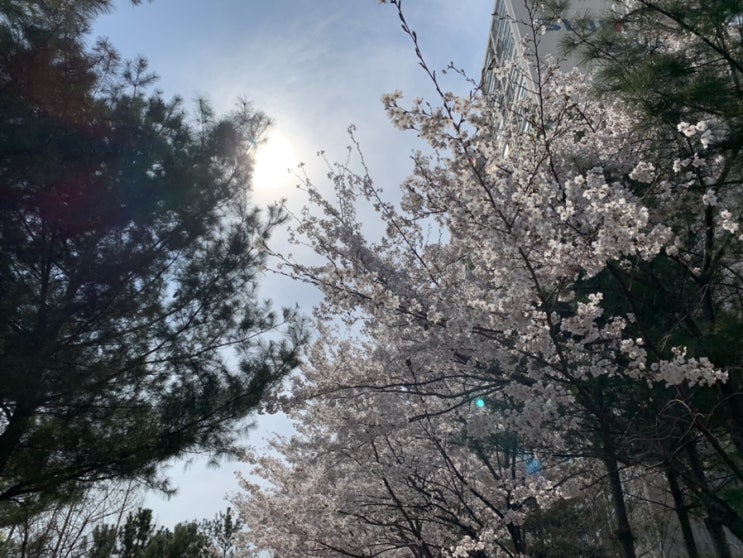  봄, 몽이랑 벚꽃 나들이:)