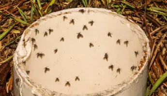 [나방파리잡기]도대체 어디서 나방같은 녀석들이 날아드는것인가? 물벌레,하트벌레,날벌레,나방파리 잡기
