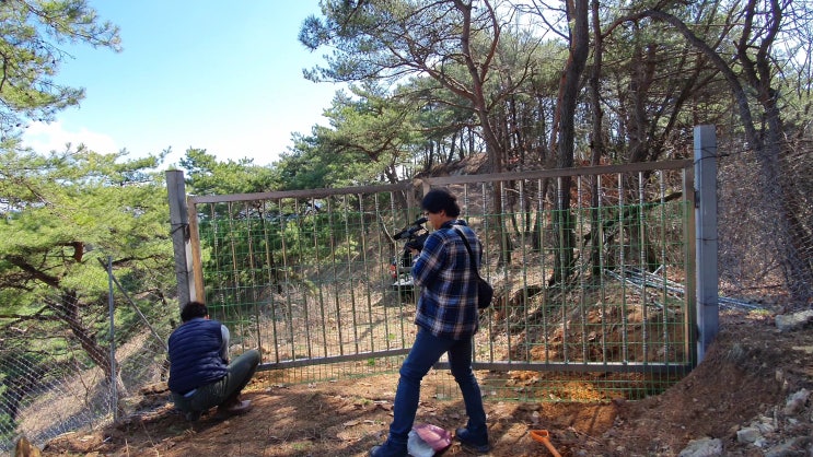  사노라면 촬영 중 흑염소 방목장 대문 설치하기