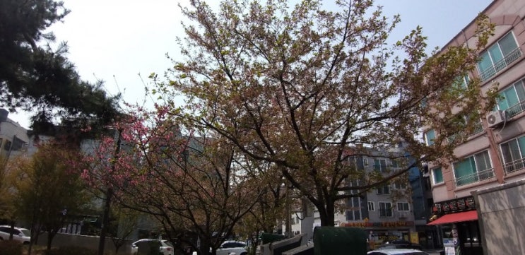  이젠 벚꽂도 지고 나무잎이 하나둘씩 나온다.. 투표하러 갔더니  사람이 너무 많다.