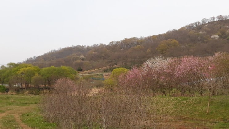  전주 황방산의 봄
