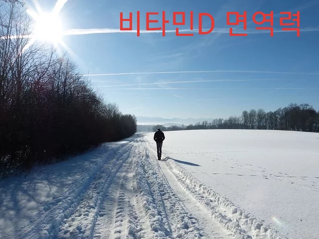  비타민D를 손쉽게 섭취하기, 비타민D 효능, 면역비타민, 비타민D 추천,