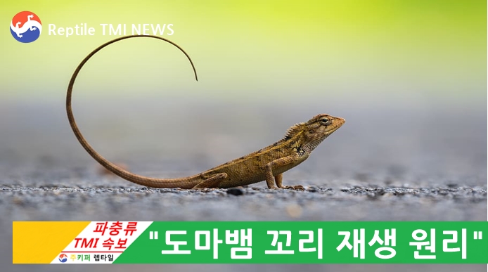  Reptile TMI NEWS (45회) - 파충류의 또 다른 심장, 꼬리 (feat. 도마뱀 꼬리 재생)