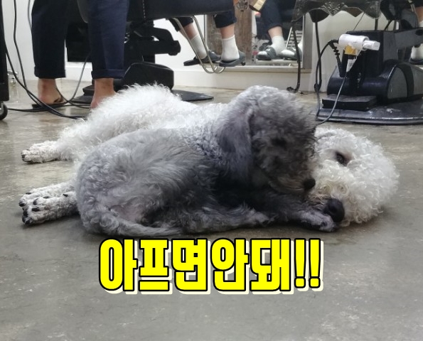  강아지에게 커피는 먹이면 안되는 음식