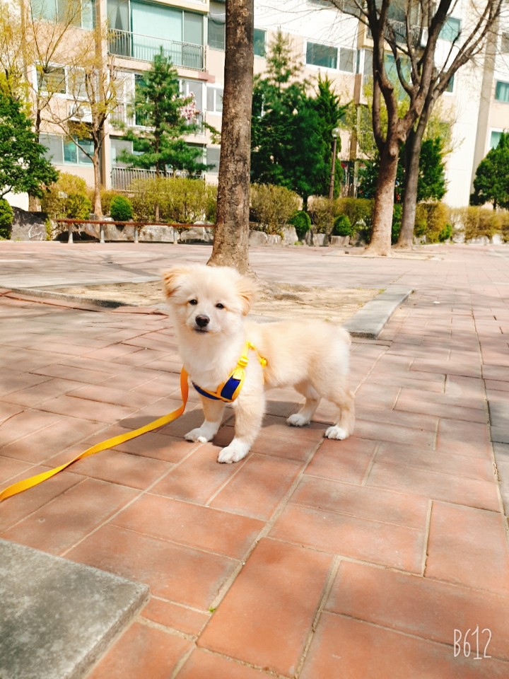 입양후기. 송이로 개명한 장군이는 무럭무럭 자라는중. 믹스견은 사랑입니다