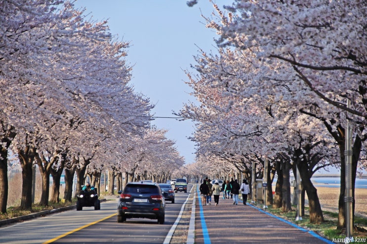 강원도 여행, 벚꽃이 아름다웠던 양양 남대천 뚝방길 강원도 여행, 벚꽃이 아름다웠던 양양 남대천 뚝방길