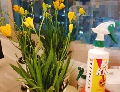  봄, 여름 화분관리 "비오킬" 사용해보세요