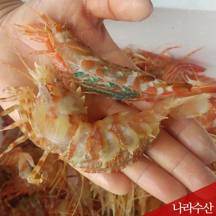  <꿀딜>나라수산 선주직송 독도새우 닭새우 꽃새우300g~1kg 도화새우, 1팩, 04_닭새우(급냉)500g 최저가 정보 공유