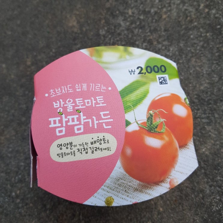  다이소 방울토마토 팜팜가든 리뷰1