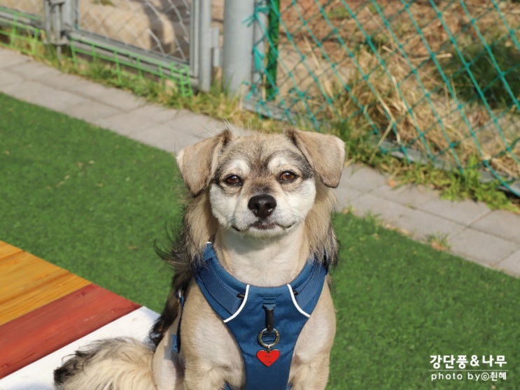  캐논 EOS 6D Mark2 육두막 EF 24-70 F2.8L II 신계륵