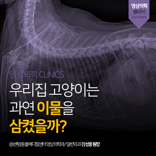  [영상의학과] 우리집 고양이는 과연 이물을 삼켰을까? (부산 남구 용호동 용당동 영상 분석 전문 동물병원)
