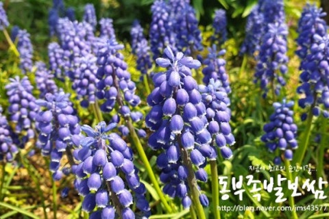 정원왕족발 이미지