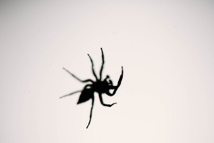 거미꿈 다양한 상황별 의미