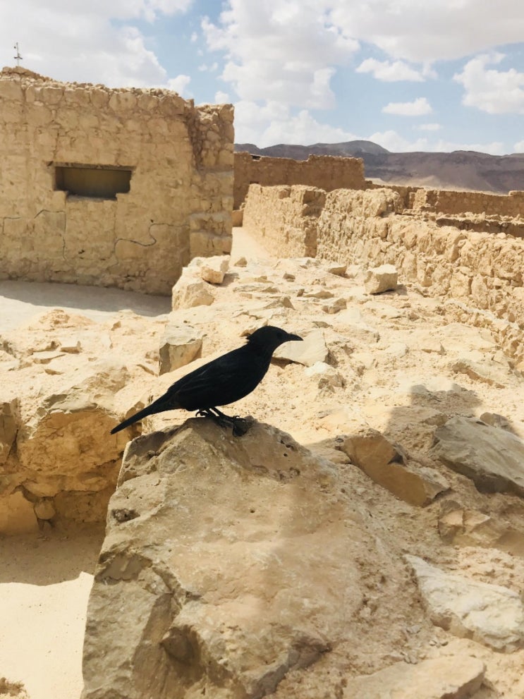  이스라엘 마사다 요새 (Masada)